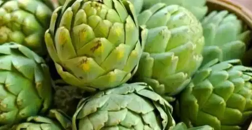 How Artichoke Extract Powder Can Help With Weight Loss